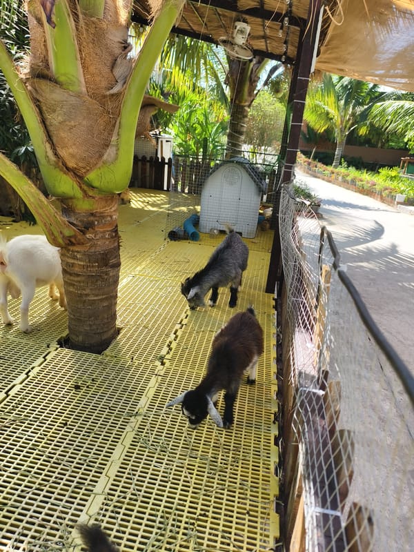 Goats graze across Tay Nha Trang Ward waterfront areas