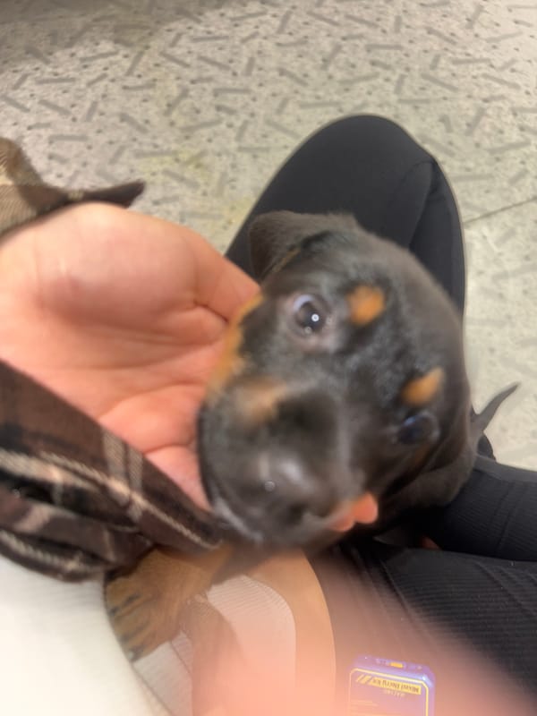 Person cuddles with puppy in intimate indoor moment