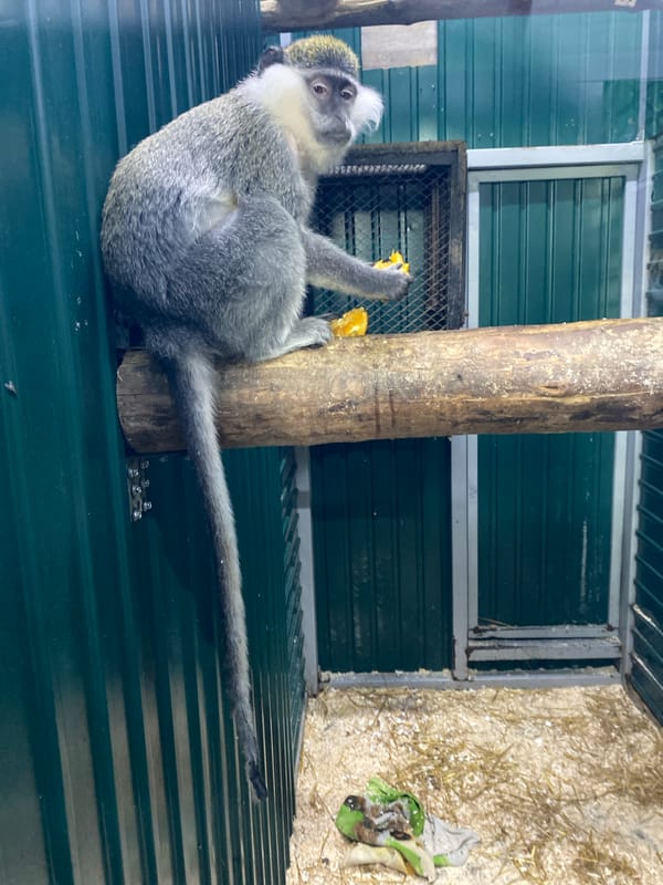 Zoo animals observed during morning hours in Irkutsk, Russia