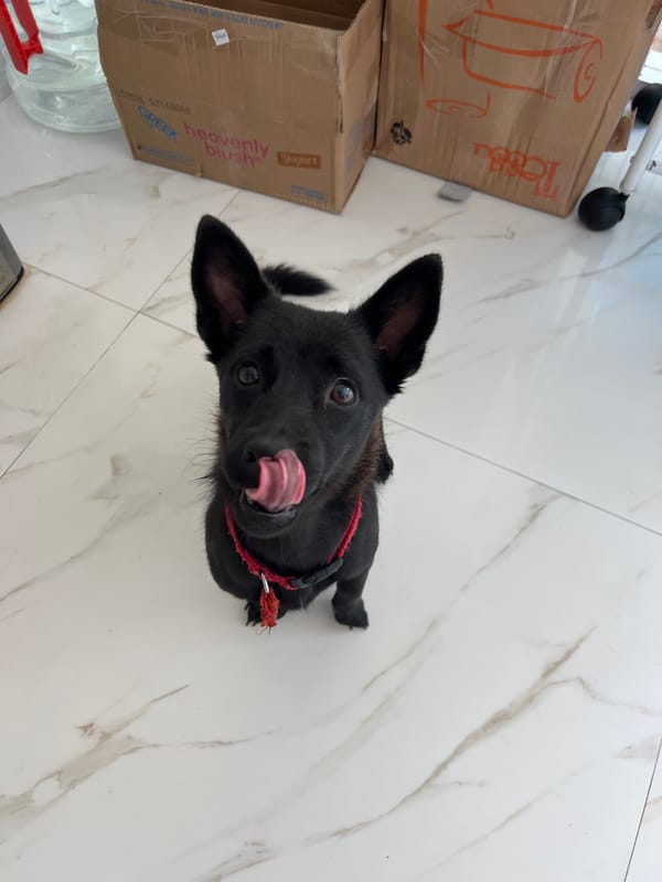 Black dog with red collar spotted on marble floor