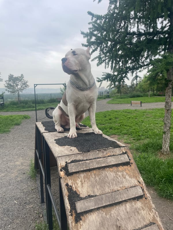 Pit Bull observed on agility course at dog park