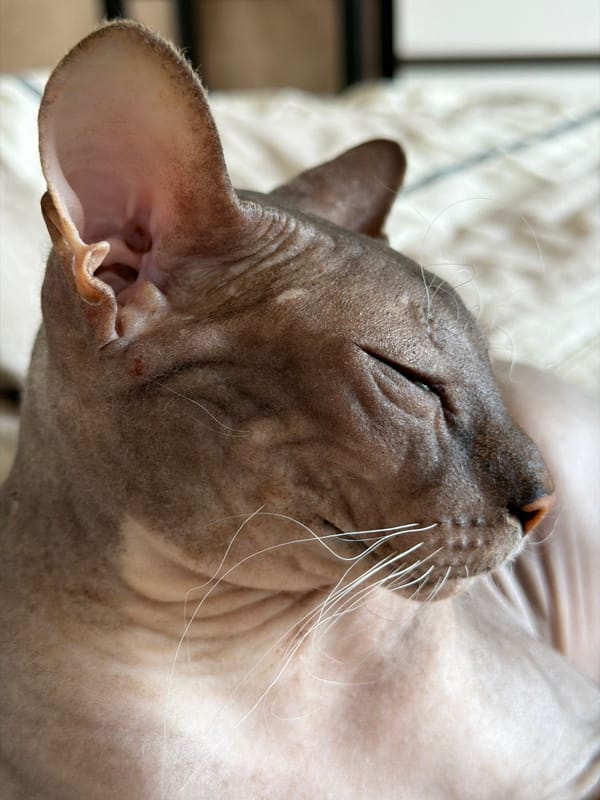 Sphynx cat lounging and getting pets on a striped bed