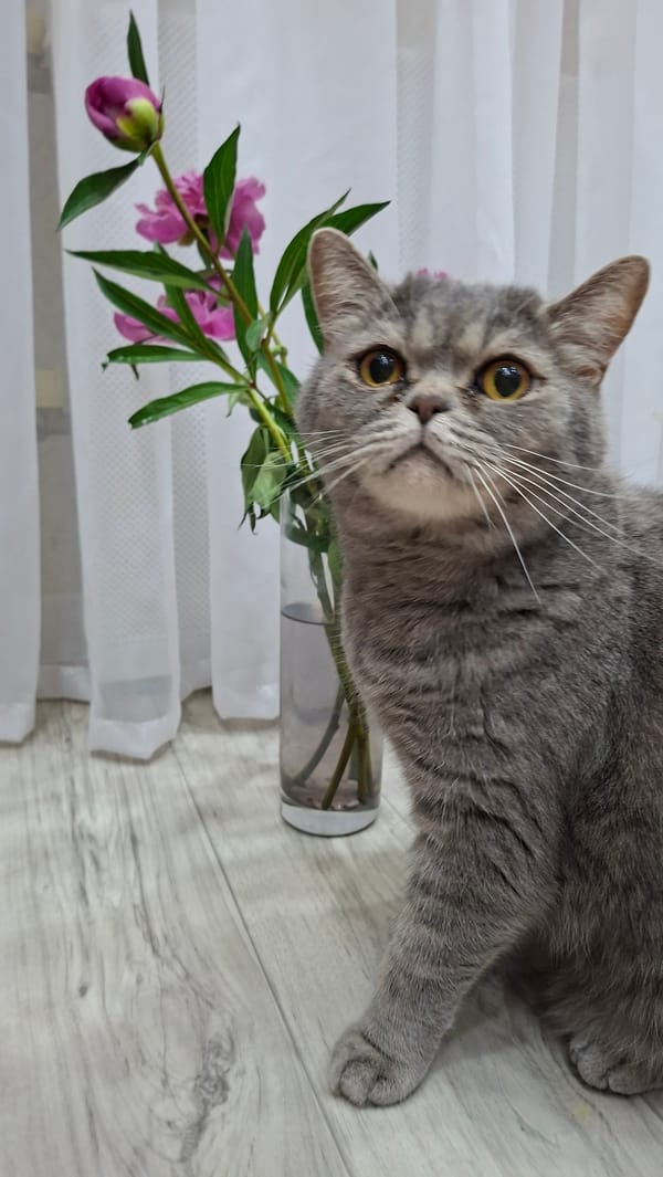 Morning moments: Woman, cat, and peonies in Chaikovsky, Russia