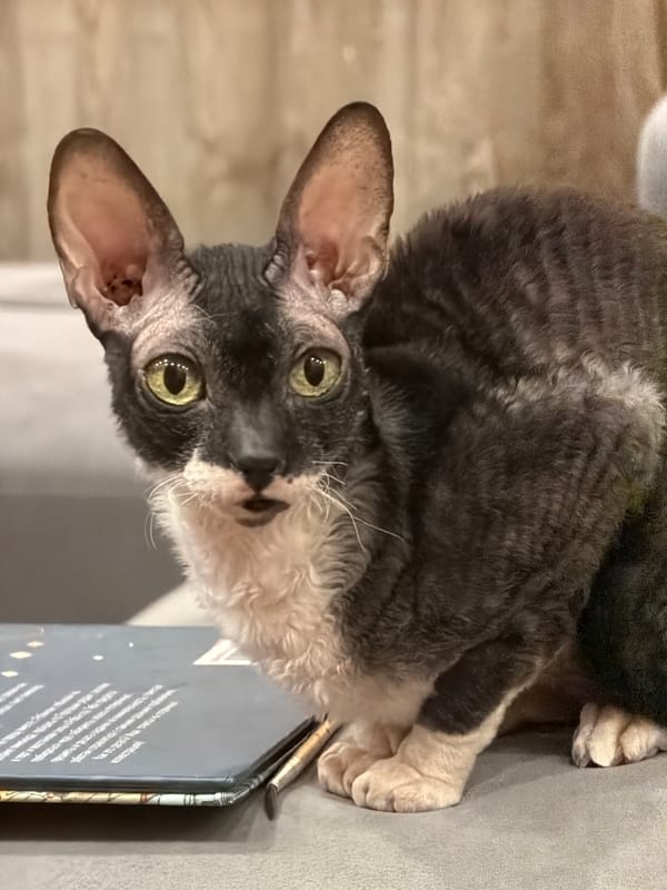 Cornish Rex cats, city sunsets, and a plate of shrimp