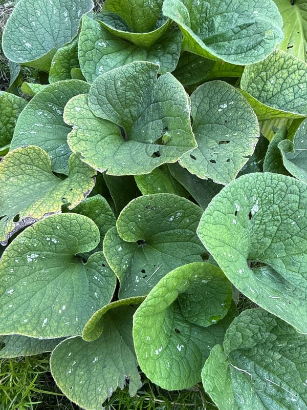 Morning garden close-ups: plants, flowers, and a hippo figurine