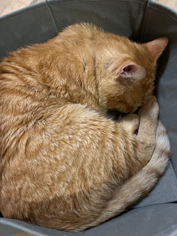 Orange cat spotted napping, Ghostface mask appears in Podgorica