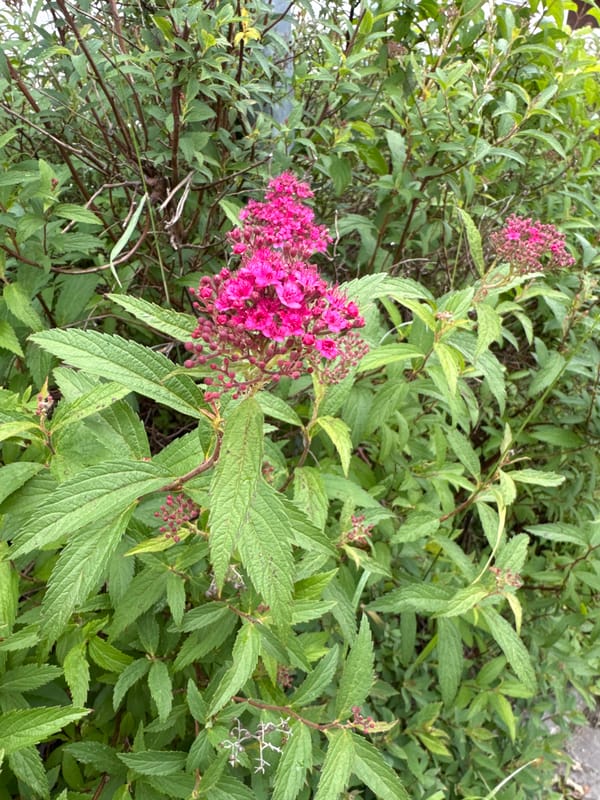 Hohenbrunn in bloom: gardens, offices, and streetside details