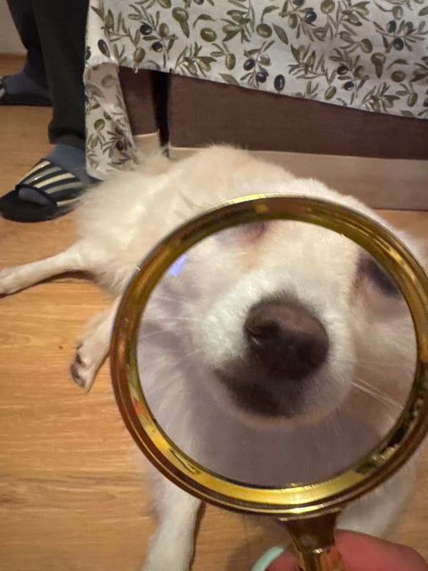 White dog's nose examined with magnifying glass on wooden floor