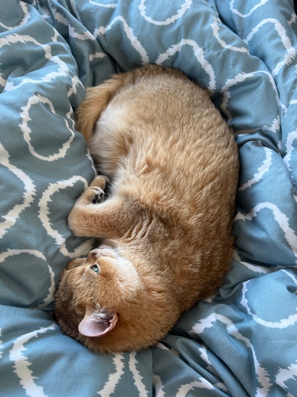 Cat sleeps peacefully on duvet in Montenegro home