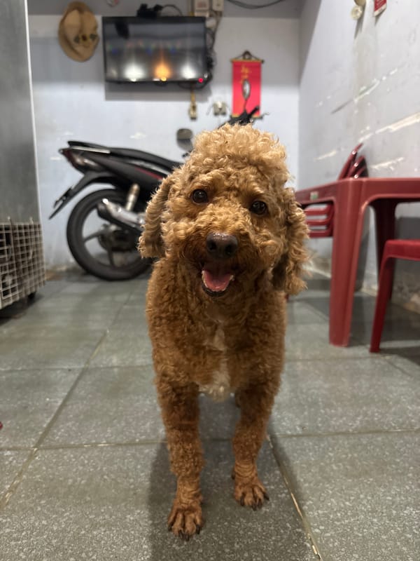 Indoor scenes show dog, seated man, people's feet documented