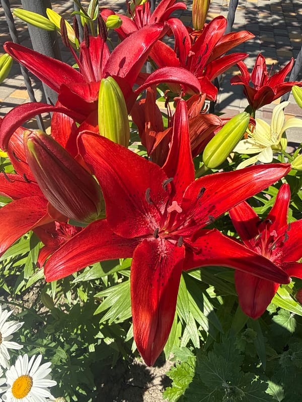 Close-up shots of red lilies and white daisies in bloom