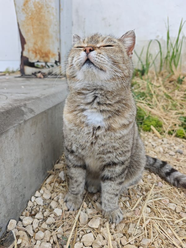 Tabby cats spotted around Alekseyevka amid ice cream moment