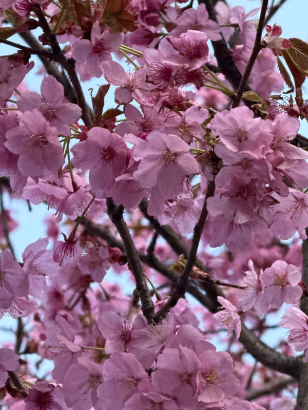 Spring evening street scenes captured across central London