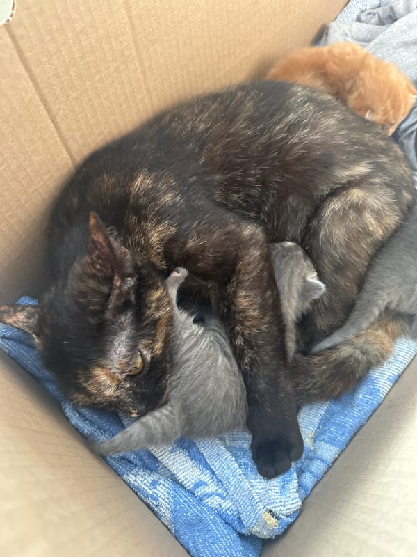 Newborn kittens, a sleeping baby, and quiet home moments