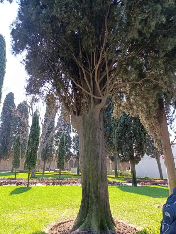 Park scene with large tree documented in Istanbul