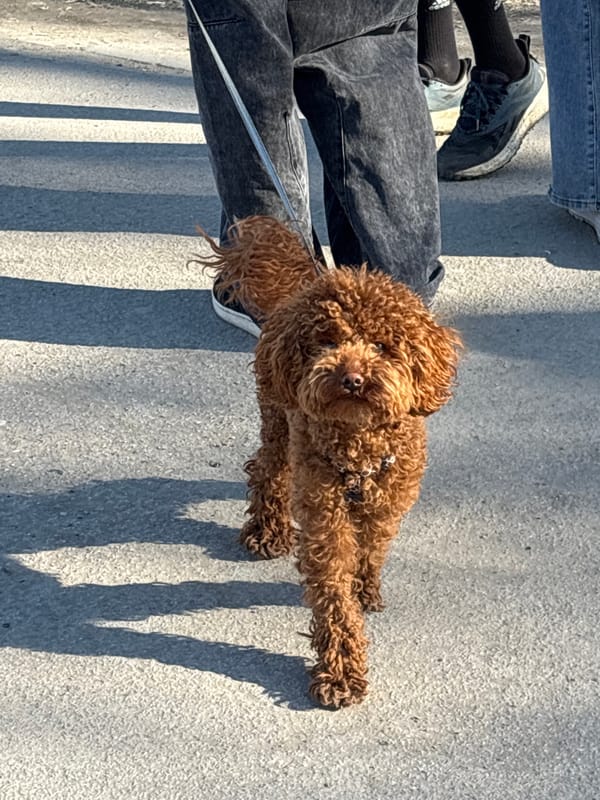 Brown poodle rests on pavement with people nearby in Perm