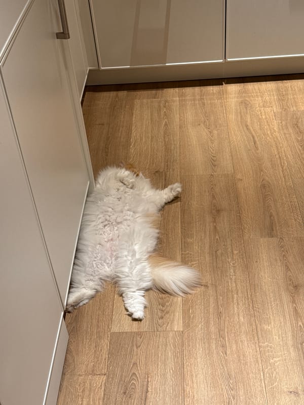 Pet rests on wooden floor near cabinet in Barcelona home