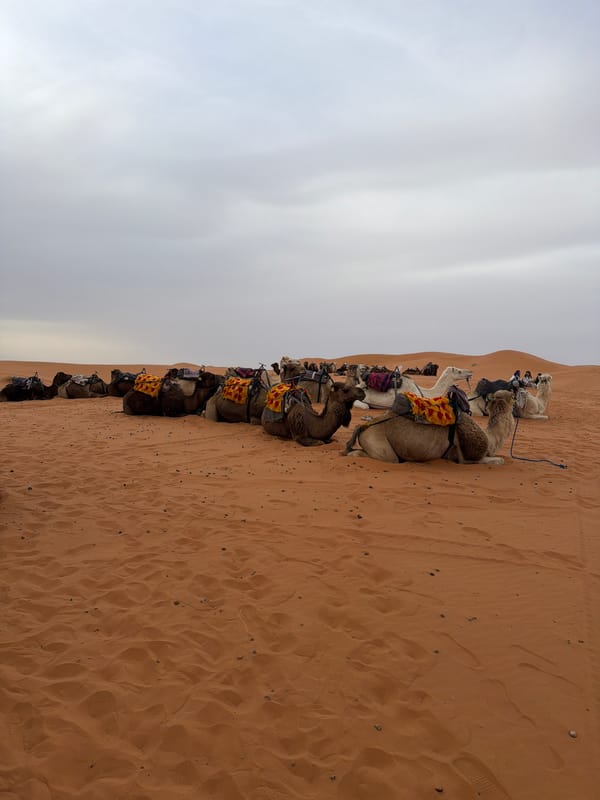 Person kneels beside resting camel in Rissani desert