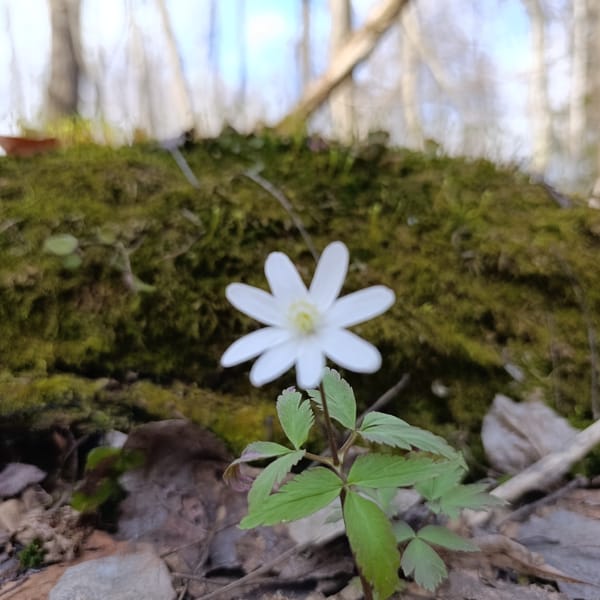Spring awakening documented in rural Russian village forest