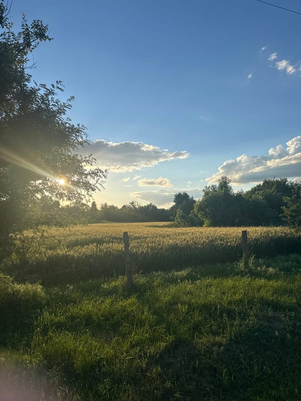 Cats, chickens, and rabbits on a rural Ukrainian property
