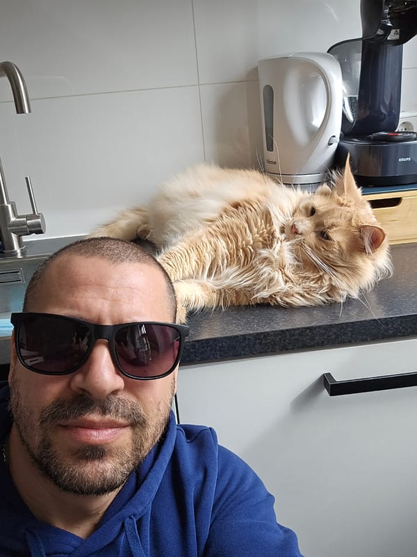Orange cat naps on kitchen counter in Rotterdam home