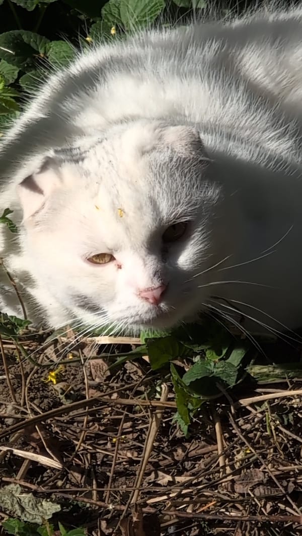Palilula afternoon: street cats and neighborhood life in Belgrade