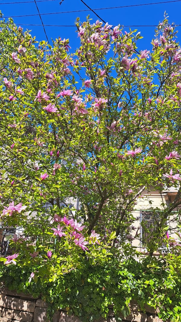 Magnolia tree blooms pink in Sevlievo municipal area