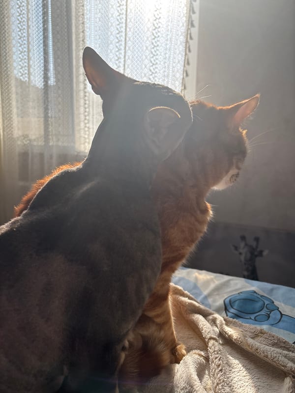 Pets rest together on sunny morning in Natukhayevskaya