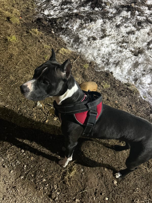 Harnessed dog stands on patchy terrain in Rusalevka