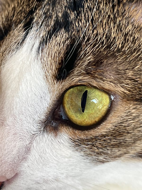 Tabby cat with green eyes, photographed up close in Moscow