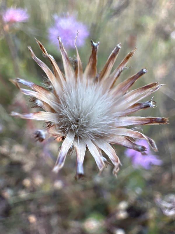 Wildflowers and dry grass along a quiet rural path