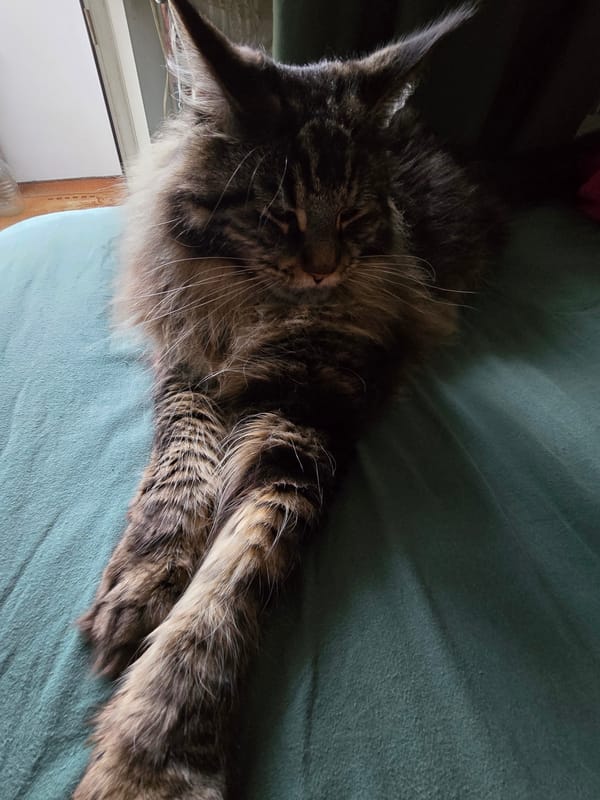 Maine Coon cat chills on a teal couch in Krasnoyarsk