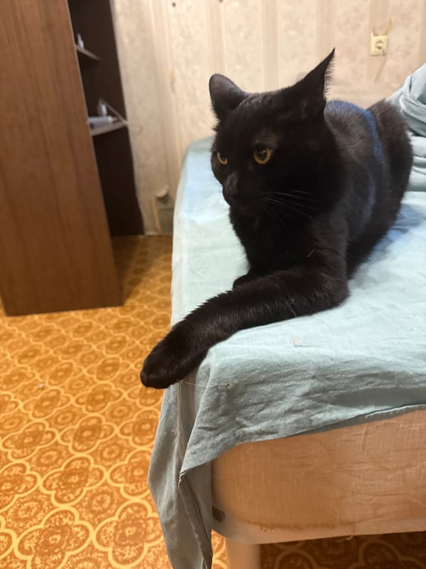 Pomeranian and black cat at home in Khimki