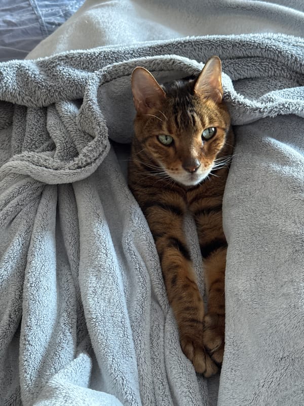 Urban car journey with cat and passenger documented