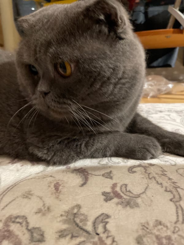 Scottish Fold Cat Plays with Toys on Patterned Rug