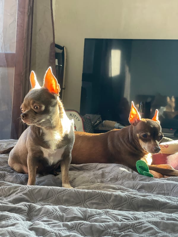 Chihuahuas lounging on a sunlit bed in Kornevo