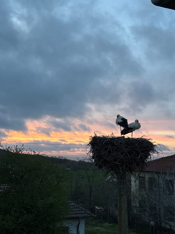 Storks spotted nesting on utility pole in Atiya, Bulgaria