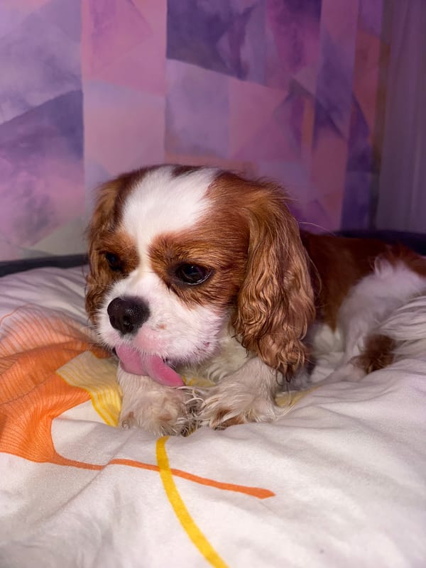 Cavalier King Charles Spaniel lounging on a bed all evening