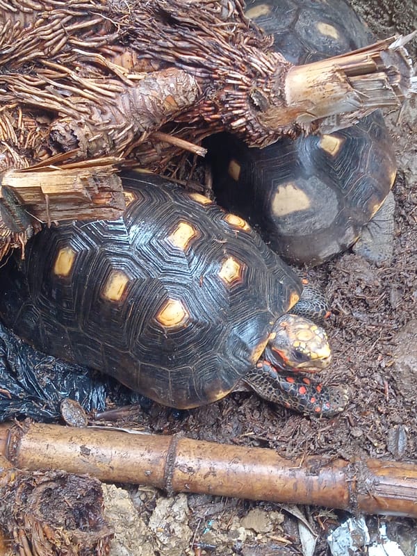 Tortoises, perched birds, and garden flowers on a cloudy afternoon.