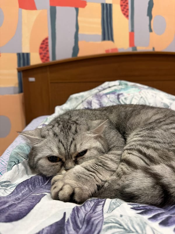 Woman documents quiet evening routine with pets in Chaikovsky