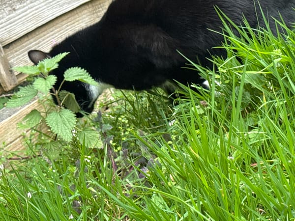 Black and white cat spotted exploring Desborough garden
