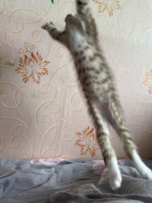 Tabby kitten plays with feather toy at home