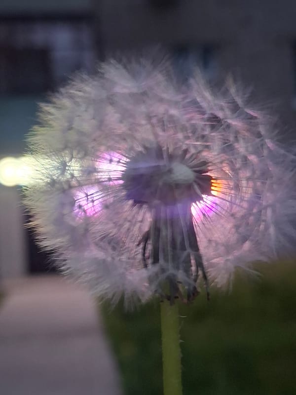 Evening routine captured in Chaikovsky: nature, self-care, rest