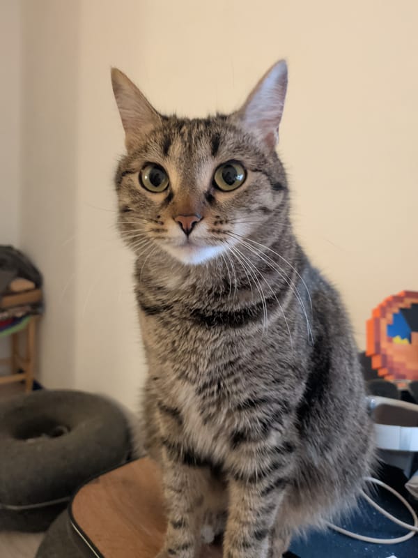 Tabby cat observed sitting indoors during evening hours