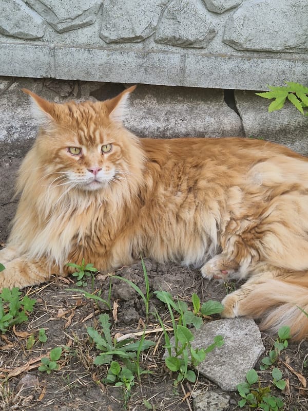 Cats, a dog, and summer blooms in a Kalynove garden