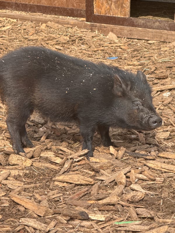 Farm animals documented at unknown location Monday morning