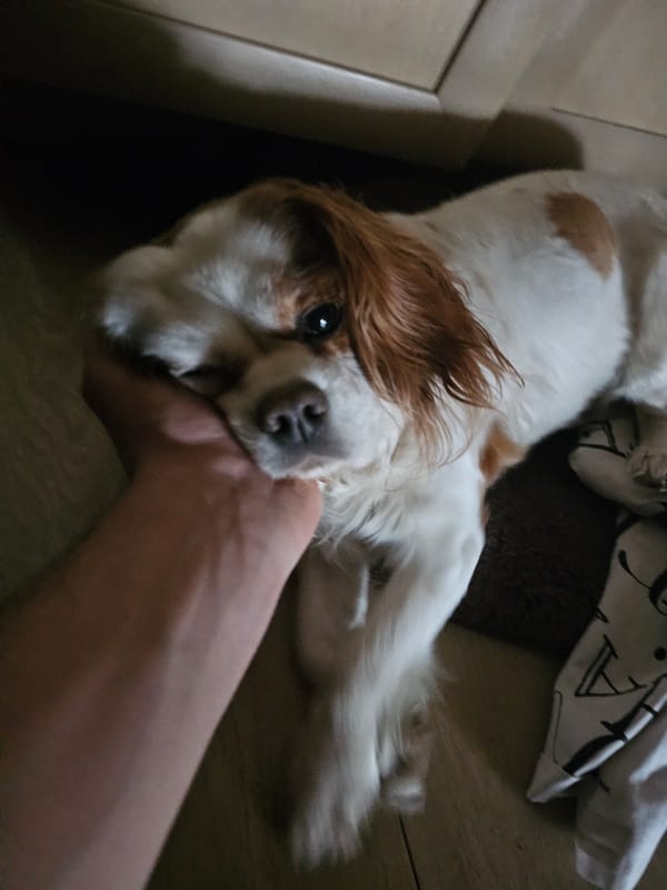 Cavalier King Charles Spaniel plays on wooden floor in Sofia