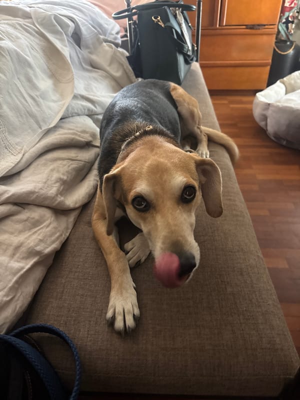 Casual selfies and pet photos captured in Puebla home