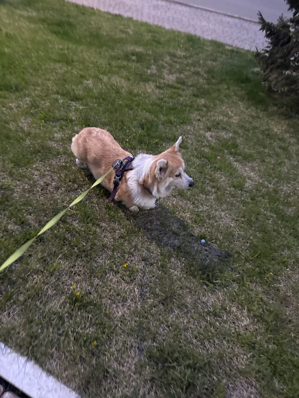 Corgi spotted multiple times in Krasnoyarsk city center
