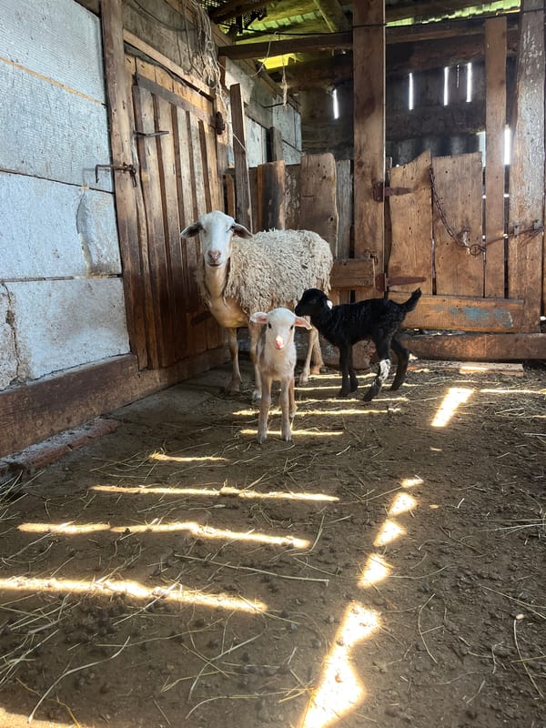 Newborn lambs and pigs in a barn on a summer morning